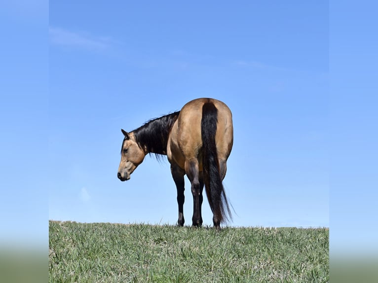American Quarter Horse Stute 10 Jahre 152 cm Buckskin in Bayard, Nebraska