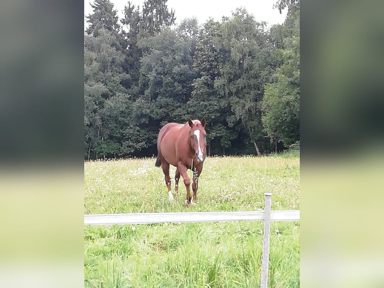 American Quarter Horse Stute 10 Jahre 152 cm Dunkelfuchs in Bernried