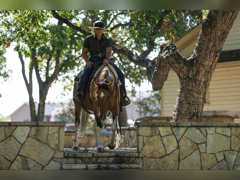 American Quarter Horse Stute 10 Jahre 152 cm Falbe in Granbury TX