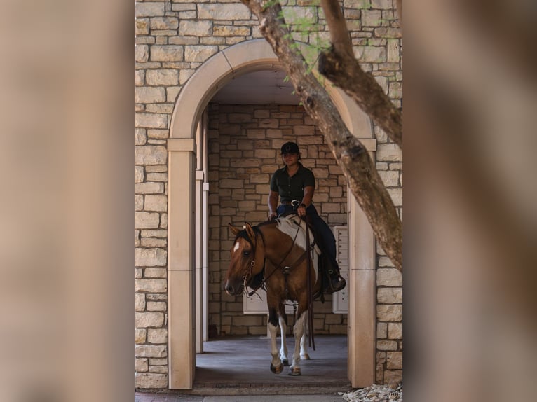 American Quarter Horse Stute 10 Jahre 152 cm Falbe in Granbury TX