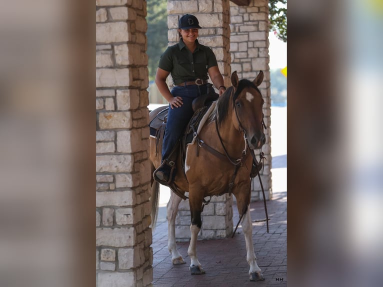 American Quarter Horse Stute 10 Jahre 152 cm Falbe in Granbury TX