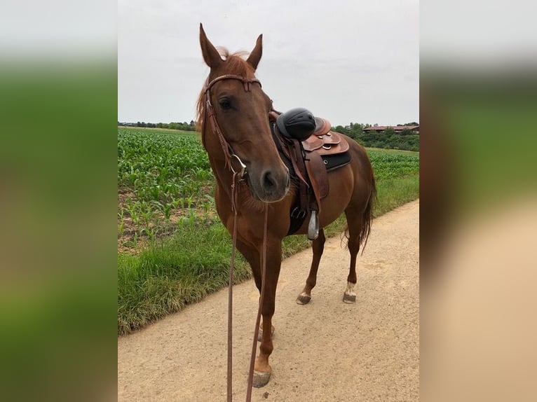 American Quarter Horse Stute 10 Jahre 152 cm Fuchs in Remseck am Neckar