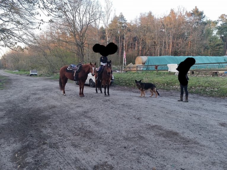 American Quarter Horse Stute 10 Jahre 152 cm Fuchs in Dickel