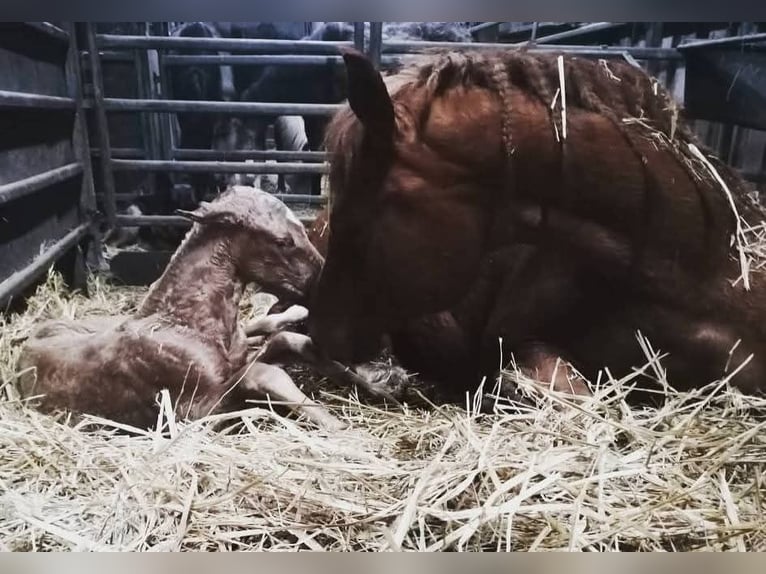 American Quarter Horse Stute 10 Jahre 152 cm Fuchs in Dickel