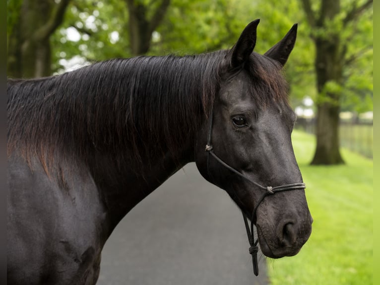 American Quarter Horse Stute 10 Jahre 152 cm Rappe in Lancaster, PA