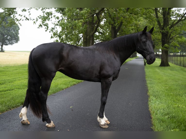 American Quarter Horse Stute 10 Jahre 152 cm Rappe in Lancaster, PA