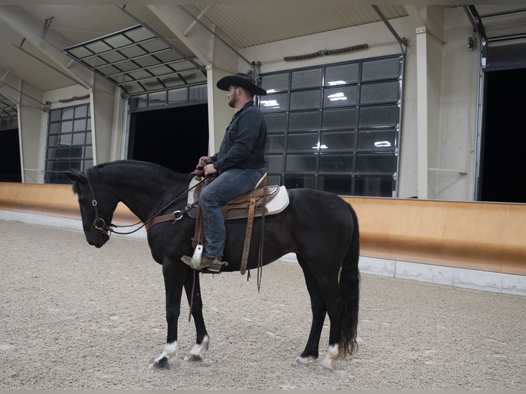 American Quarter Horse Stute 10 Jahre 152 cm Rappe in Lancaster, PA