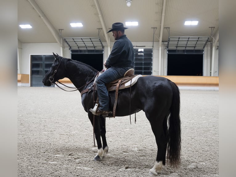 American Quarter Horse Stute 10 Jahre 152 cm Rappe in Lancaster, PA
