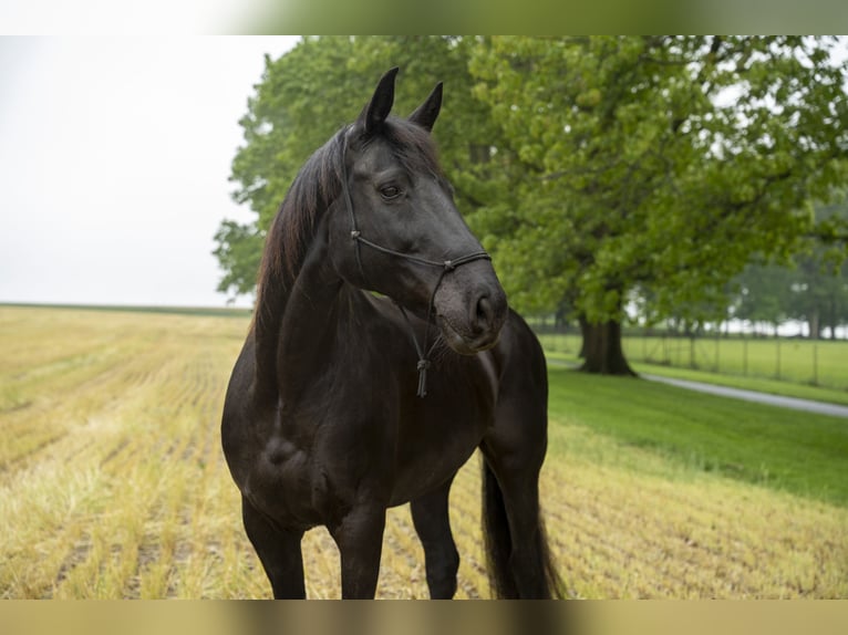 American Quarter Horse Stute 10 Jahre 152 cm Rappe in Lancaster, PA