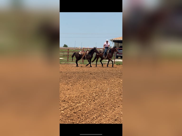 American Quarter Horse Stute 10 Jahre 152 cm Roan-Bay in Granbury, TX