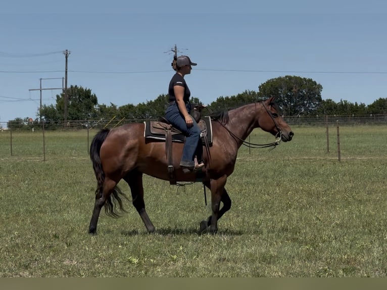 American Quarter Horse Stute 10 Jahre 152 cm Roan-Bay in Granbury, TX