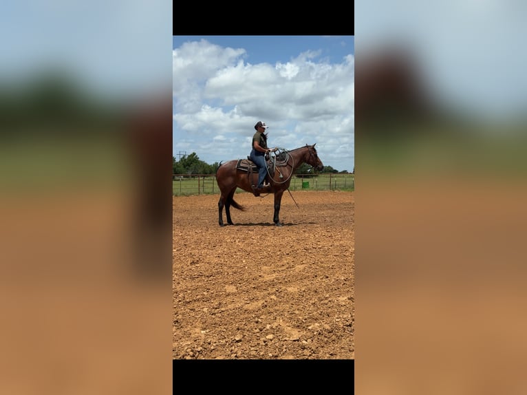 American Quarter Horse Stute 10 Jahre 152 cm Roan-Bay in Granbury, TX