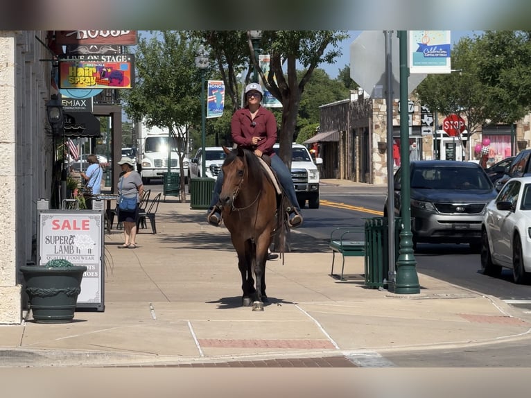 American Quarter Horse Stute 10 Jahre 152 cm Roan-Bay in Granbury, TX