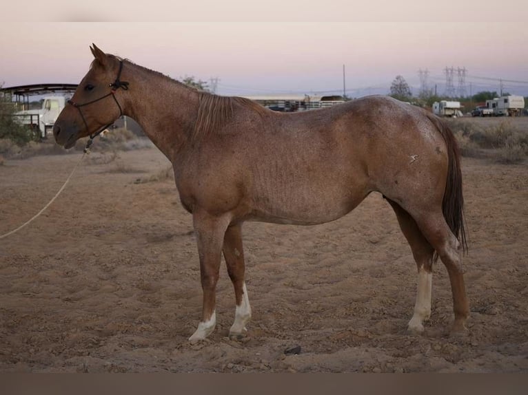 American Quarter Horse Stute 10 Jahre 152 cm Roan-Red in Tonopah American Quarter Horse Stute 10 Jahre 152 cm Roan-Red in Tonopah