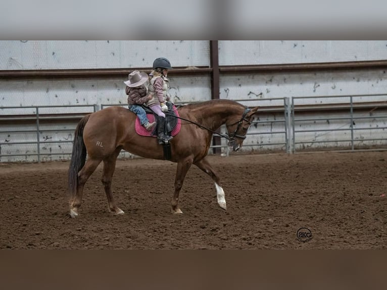 American Quarter Horse Stute 10 Jahre 152 cm Rotfuchs in Canyon