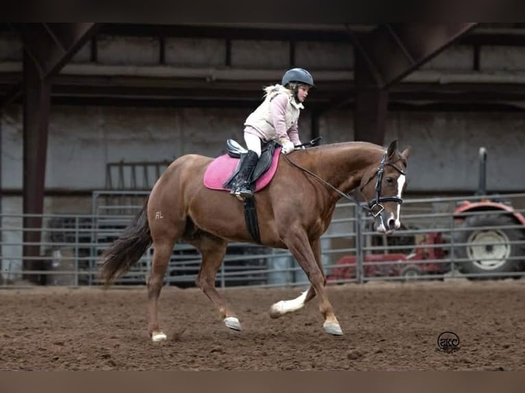 American Quarter Horse Stute 10 Jahre 152 cm Rotfuchs in Canyon