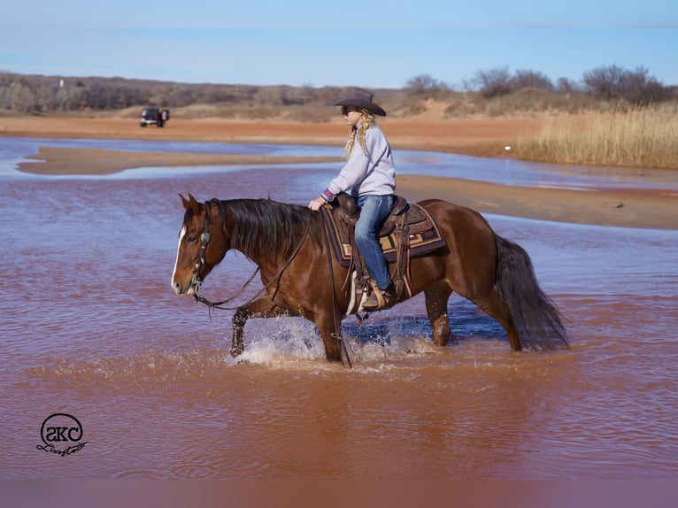 American Quarter Horse Stute 10 Jahre 152 cm Rotfuchs in Canyon