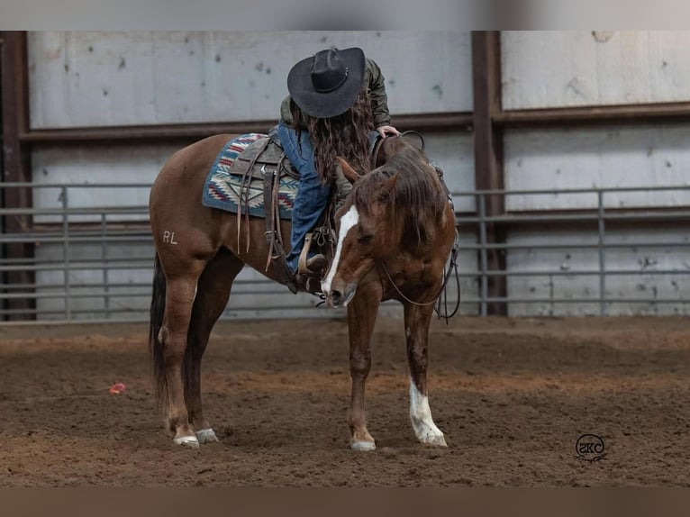 American Quarter Horse Stute 10 Jahre 152 cm Rotfuchs in Canyon