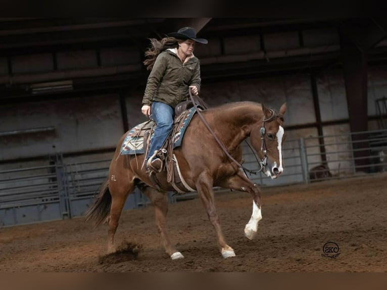 American Quarter Horse Stute 10 Jahre 152 cm Rotfuchs in Canyon