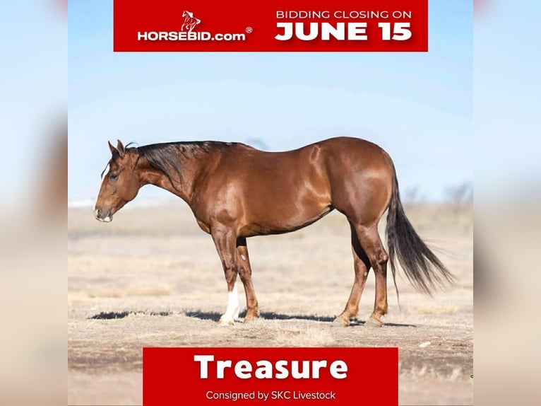 American Quarter Horse Stute 10 Jahre 152 cm Rotfuchs in Canyon