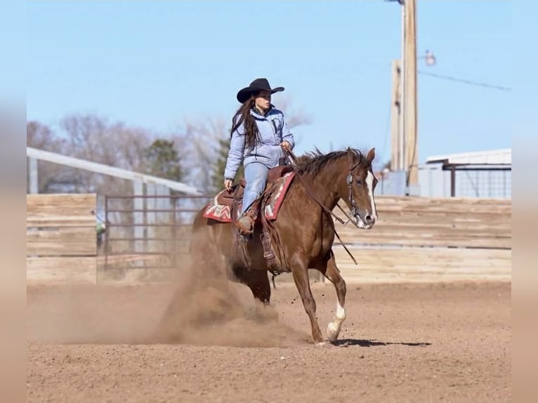American Quarter Horse Stute 10 Jahre 152 cm Rotfuchs in Canyon