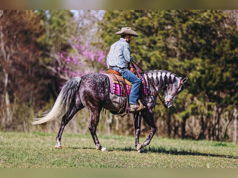 American Quarter Horse Stute 10 Jahre 152 cm Schimmel in Lyles