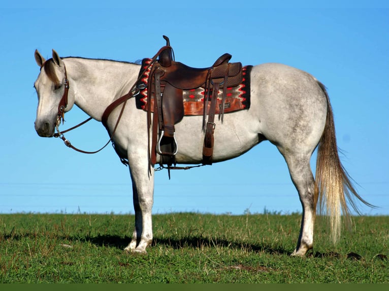 American Quarter Horse Stute 10 Jahre 152 cm Schimmel in Rebersburg