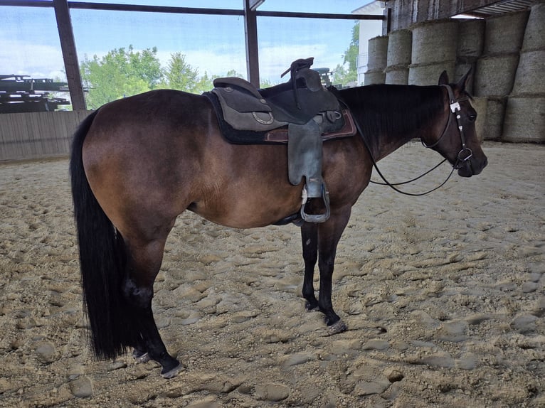 American Quarter Horse Stute 10 Jahre 154 cm Brauner in Gaggenau