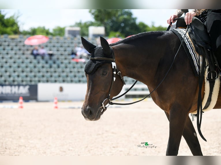 American Quarter Horse Stute 10 Jahre 154 cm Brauner in Gaggenau