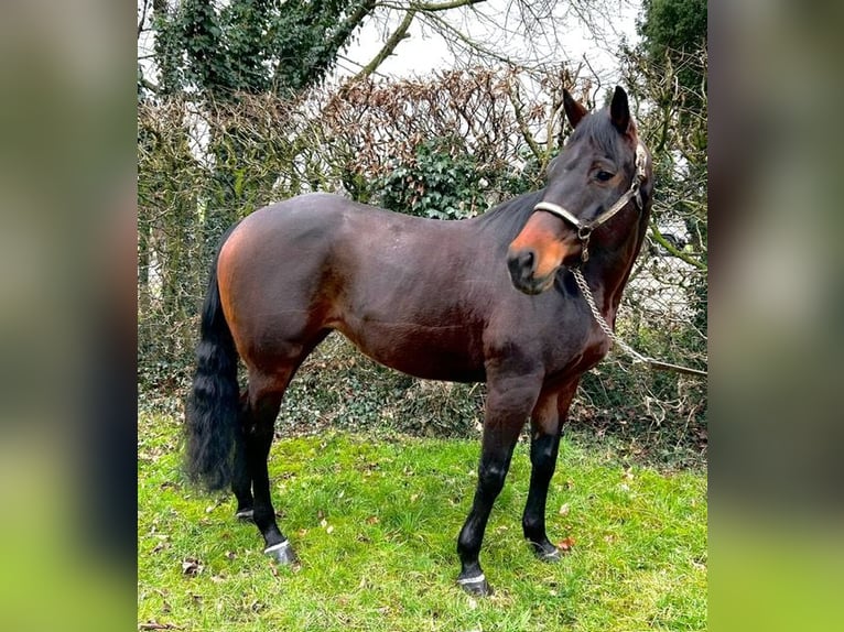 American Quarter Horse Stute 10 Jahre 154 cm Dunkelbrauner in Rhede