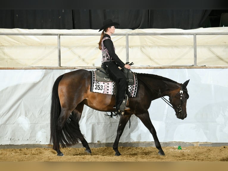 American Quarter Horse Stute 10 Jahre 154 cm Dunkelbrauner in Gaggenau