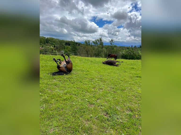 American Quarter Horse Stute 10 Jahre 154 cm Dunkelbrauner in Gaggenau