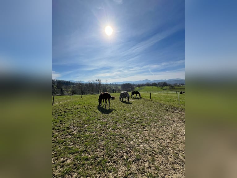 American Quarter Horse Stute 10 Jahre 154 cm Dunkelbrauner in Gaggenau