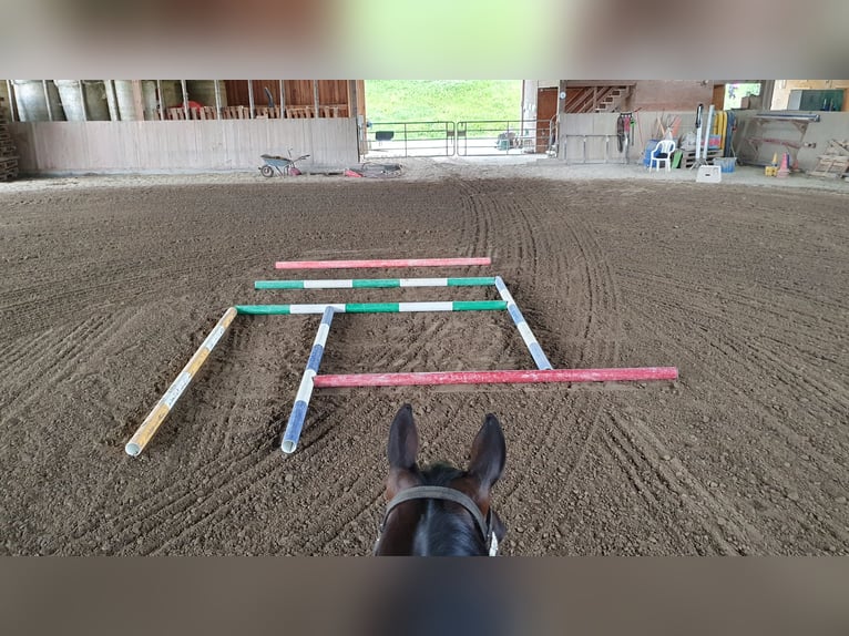 American Quarter Horse Stute 10 Jahre 154 cm Dunkelbrauner in Gaggenau