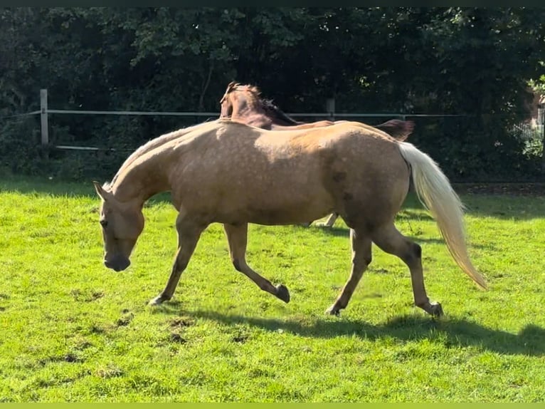 American Quarter Horse Stute 10 Jahre 154 cm Palomino in Haan