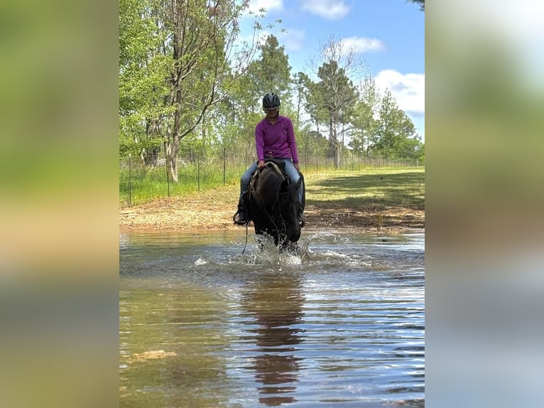 American Quarter Horse Stute 10 Jahre 155 cm Brauner in Dawson, GA