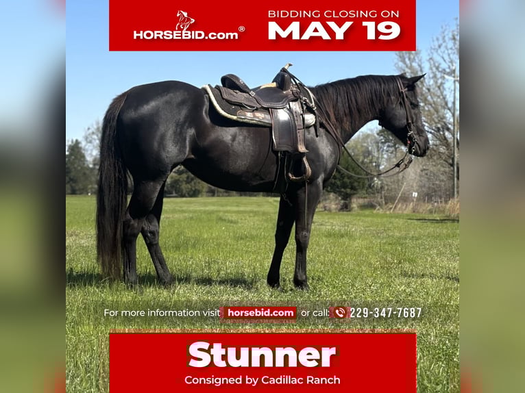 American Quarter Horse Stute 10 Jahre 155 cm Brauner in Dawson, GA