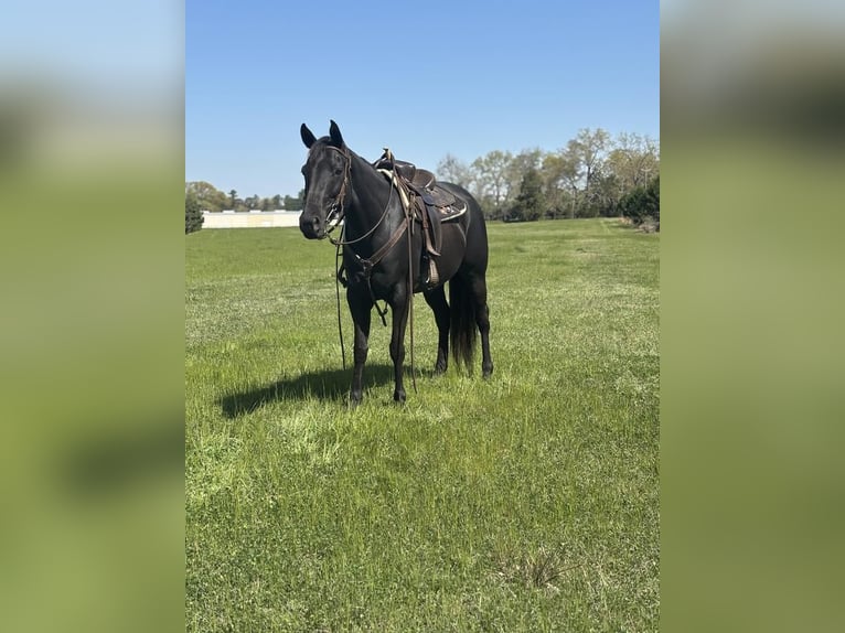 American Quarter Horse Stute 10 Jahre 155 cm Brauner in Dawson, GA