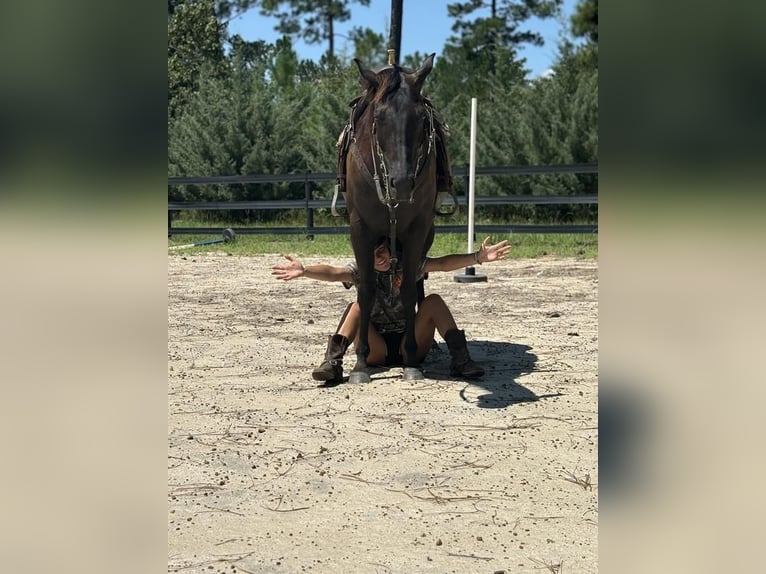 American Quarter Horse Stute 10 Jahre 155 cm Brauner in Dawson, GA