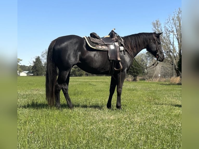 American Quarter Horse Stute 10 Jahre 155 cm Brauner in Dawson, GA
