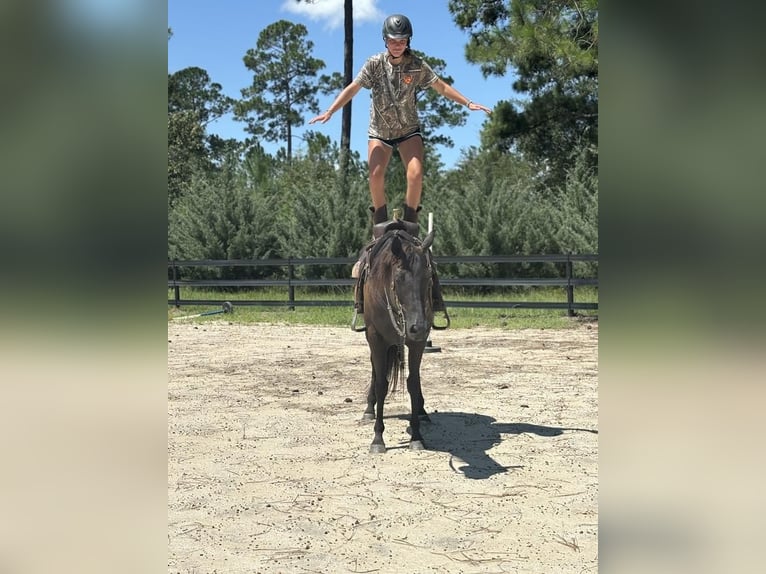 American Quarter Horse Stute 10 Jahre 155 cm Brauner in Dawson, GA
