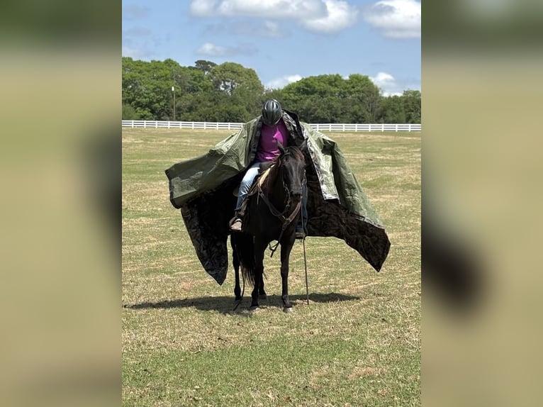 American Quarter Horse Stute 10 Jahre 155 cm Brauner in Dawson, GA