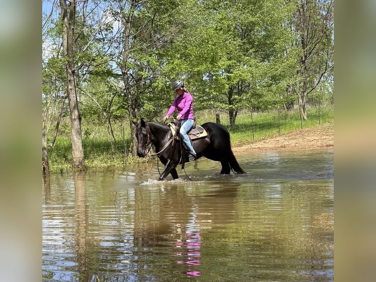 American Quarter Horse Stute 10 Jahre 155 cm Brauner in Dawson, GA
