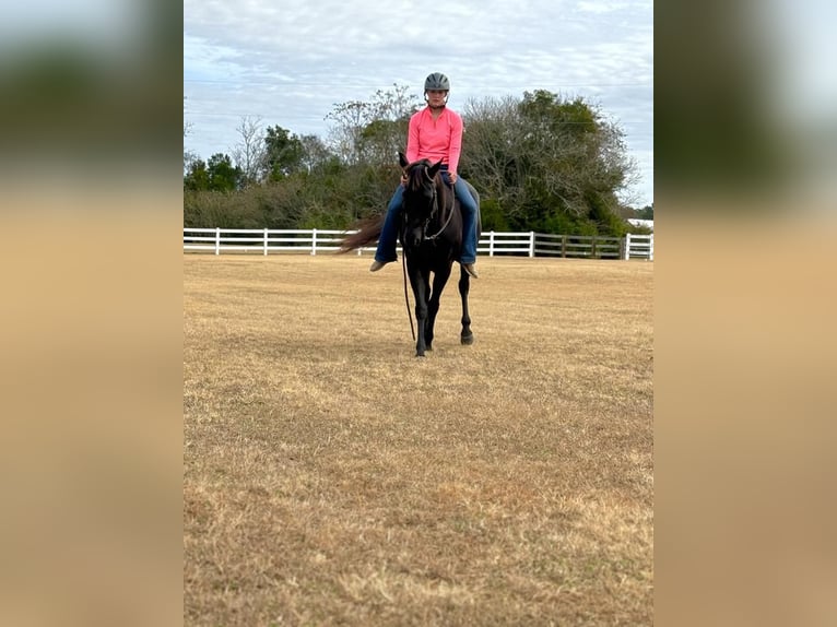 American Quarter Horse Stute 10 Jahre 155 cm Brauner in Dawson, GA