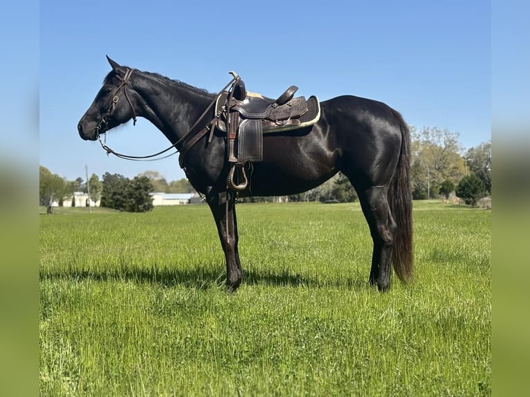 American Quarter Horse Stute 10 Jahre 155 cm Brauner in Dawson, GA
