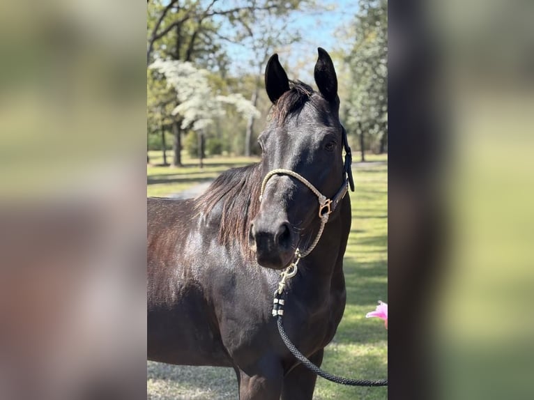 American Quarter Horse Stute 10 Jahre 155 cm Brauner in Dawson, GA
