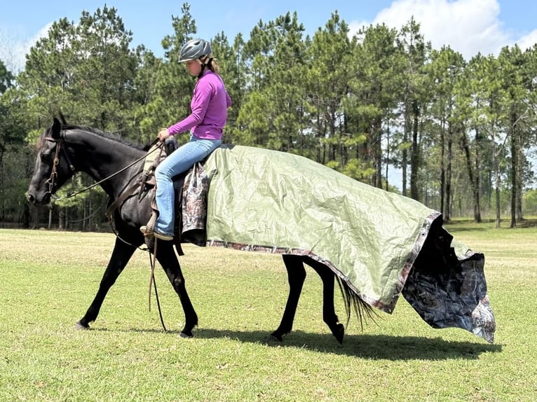 American Quarter Horse Stute 10 Jahre 155 cm Brauner in Dawson, GA
