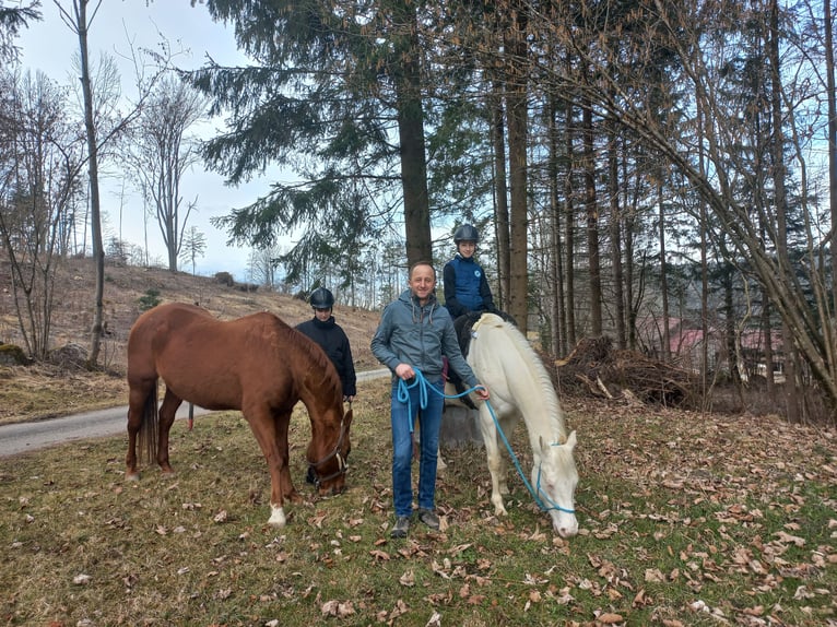 American Quarter Horse Stute 10 Jahre 155 cm Cremello in Windhaag