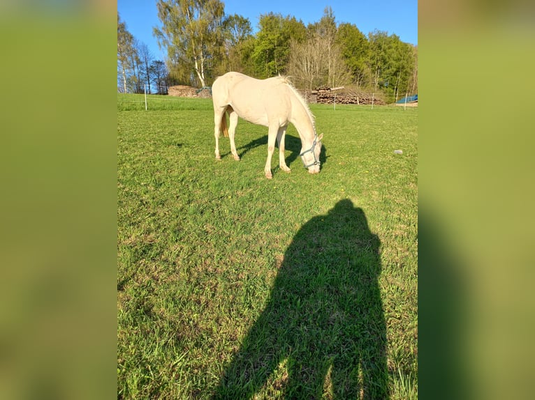 American Quarter Horse Stute 10 Jahre 155 cm Cremello in Windhaag