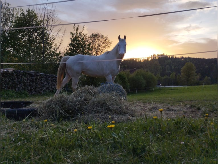 American Quarter Horse Stute 10 Jahre 155 cm Cremello in Windhaag